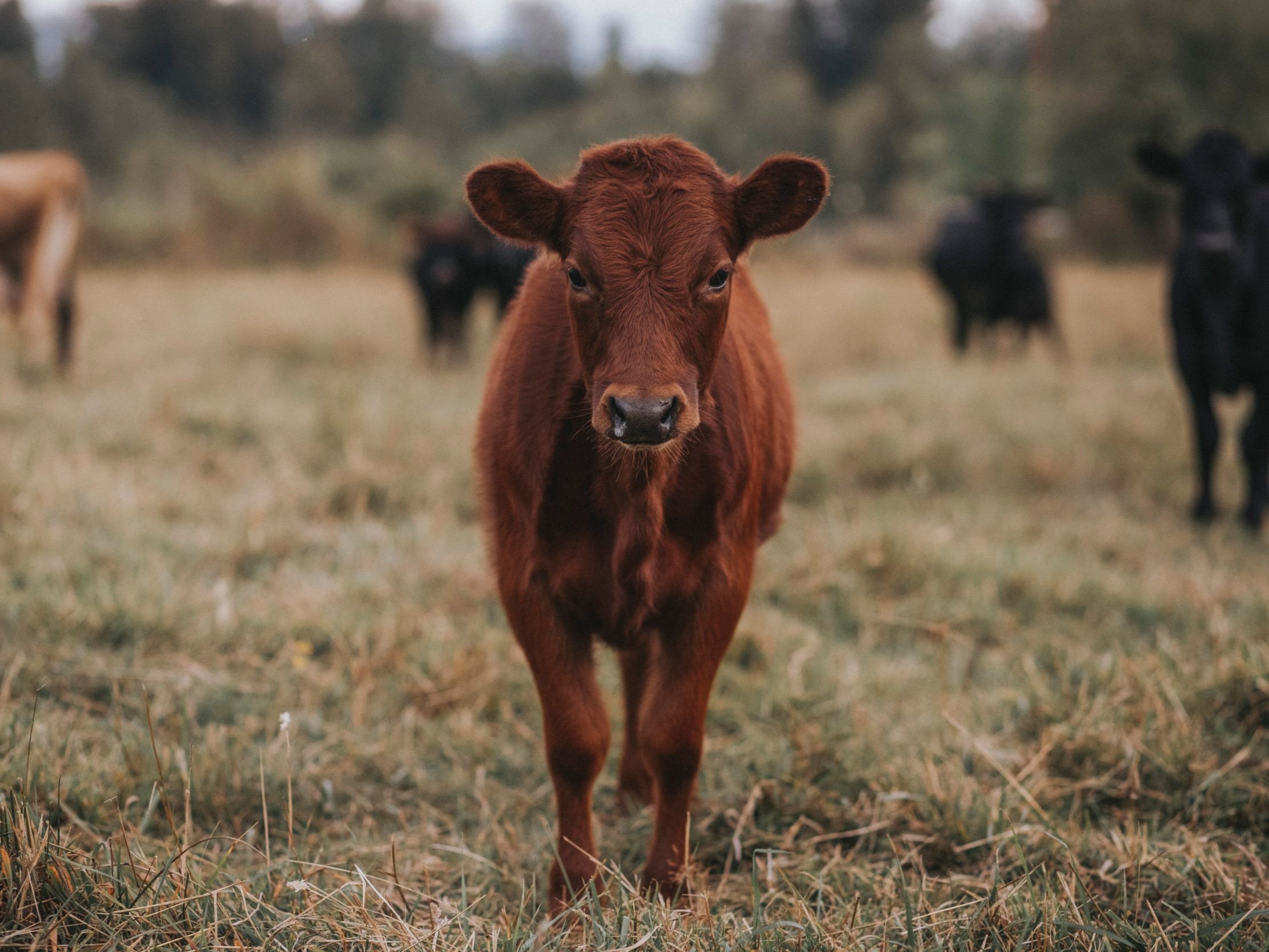 A young brown calf standing in a grassy field, with several black cows blurred in the background, showcasing a serene rural landscape.