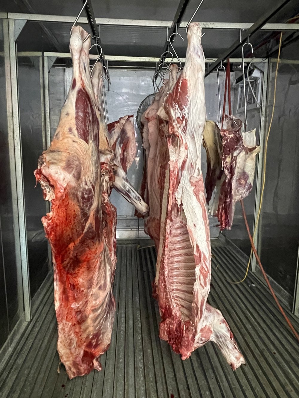 Hanging carcasses of beef in a refrigerated meat processing facility, showcasing the butchering process and meat preparation for distribution.
